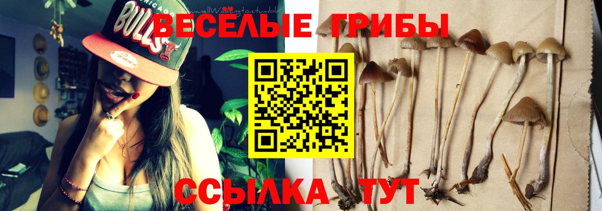 Псилоцибиновые грибы Psilocybine cubensis Крымск